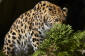 Amurleopard Amur Leopard Panthera pardus orientalis