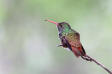 Buff-bellied Hummingbird Amazilla yucatanensis