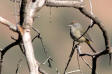 Colima Warbler Vermivora crissalis