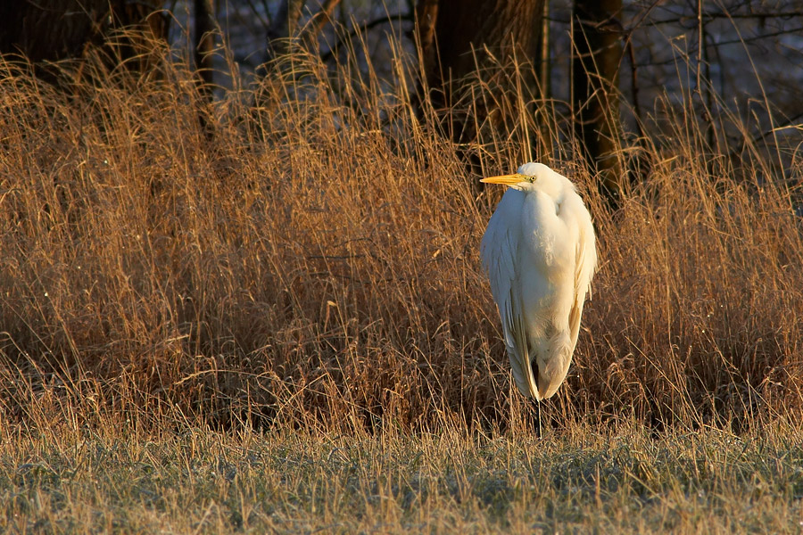gretthger / Great White Egret Egretta alba 