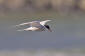 Fisktärna / Common Tern Sterna hirundo 