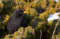 Koltrast / Common Blackbird  Turdus merula   