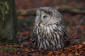Lappuggla / Great Grey Owl Strix nebulosa