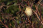 Lövsångare /  Willow Warbler Phylloscopus trochilus