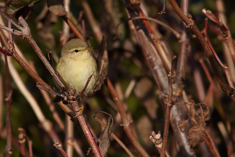 Lvsngare /  Willow Warbler Phylloscopus trochilus