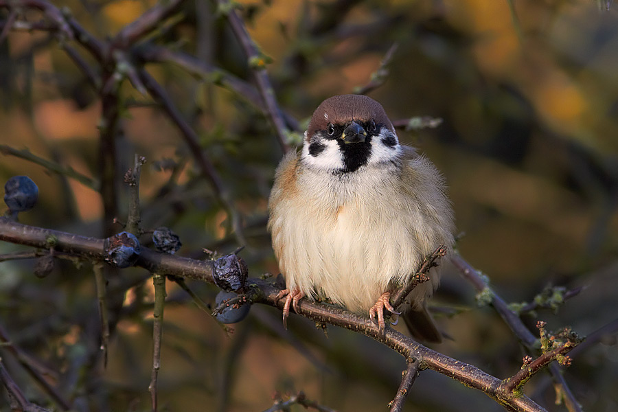 Pilfink / Tree Sparrow Passer montanus 