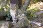 Snöleopard / Snow Leopard Uncia/Panthera uncia