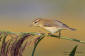 Lövsångare /  Willow Warbler Phylloscopus trochilus 