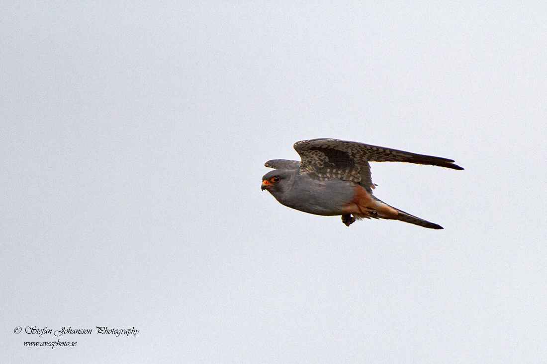 Aftonfalk / Red-Footed Falcon Falco vespertinus 