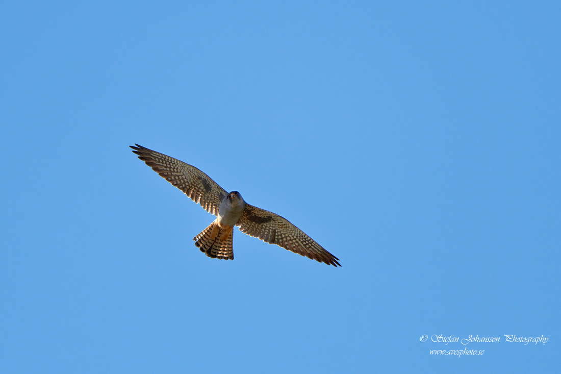Falco vespertinus 