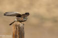 Sparvfalk / American Kestrel Falco sparverius 