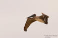 Brun pelikan / Brown Pelican Pelecanus occidentalis