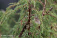 Brunsångare / Dusky Warbler Phylloscopus fuscatus 