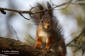 Ekorre / Eurasian Red Squirrel Sciurus vulgaris 