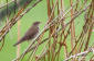 Flodsångare / River Warbler Locustella fluviatilis 