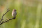 Grå flugsnappare / Spotted Flycatcher Muscipaca striata 