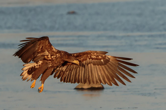 White-tailed Eagle 