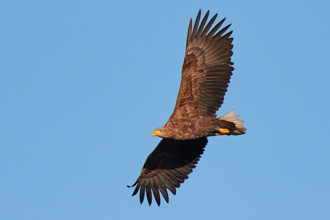 Havsörn / White-tailed Eagle 