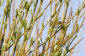Kungsfågelsångare / Pallas´s Warbler Phylloscopus proregulus 