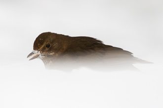 Koltrast / Common Blackbird
