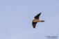 Lärkfalk / Eurasian Hobby Falco subbuteo 