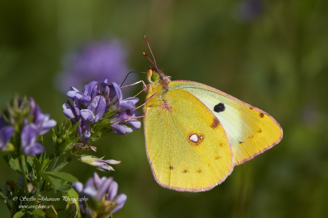 Ljusgul hfjril / Pale Clouded Yellow Colias hyale