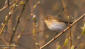 Lövsångare / Willow Warbler Phylloscopus trochilus 