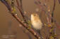 Lövsångare / Willow Warbler Phylloscopus trochilus 