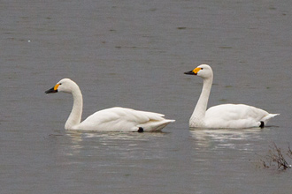 Mindre sångsvan / Bewick's Swan