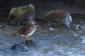 Mandarinand / Mandarin Duck Aix galericulata