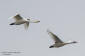 Tundrasvan (Mindre sångsvan) / Bewick's Swan Cygnus columbianus 