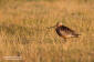 Myrspov / Bar-tailed Godwit Limosa lapponica  