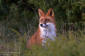 Rödräv / Red Fox Vulpes vulpes 