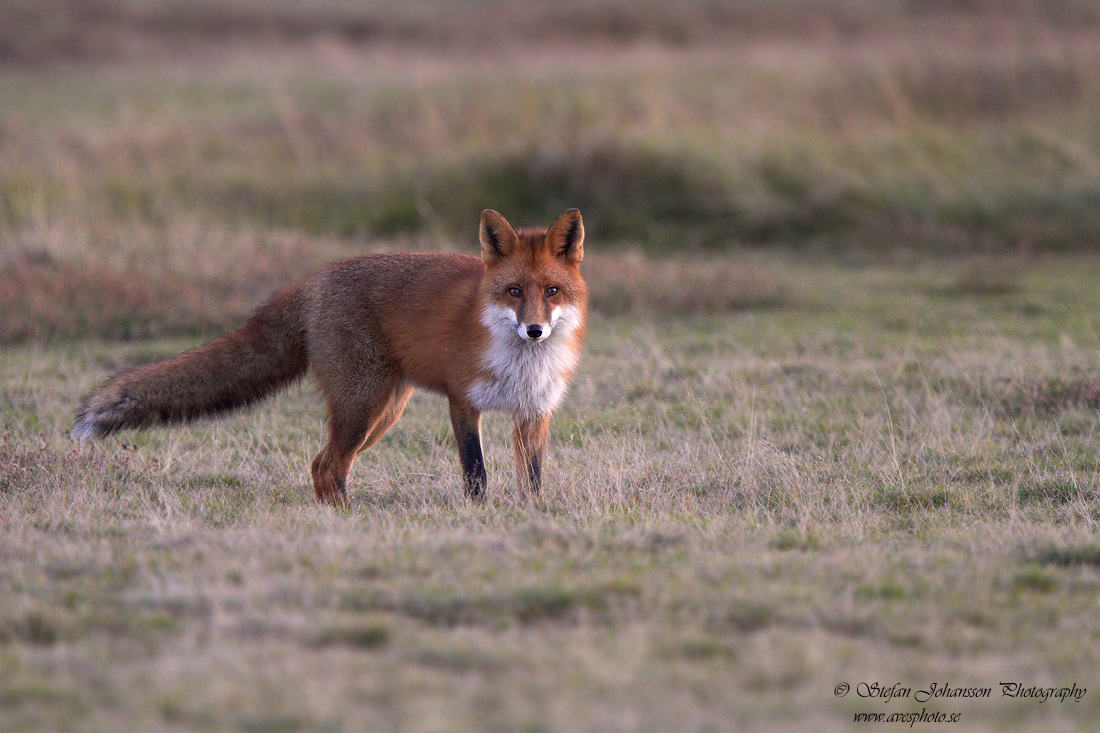 Rdrv / Red Fox Vulpes vulpes 