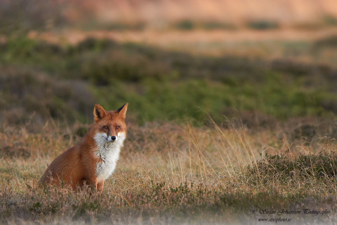 Rdrv / Red Fox 
