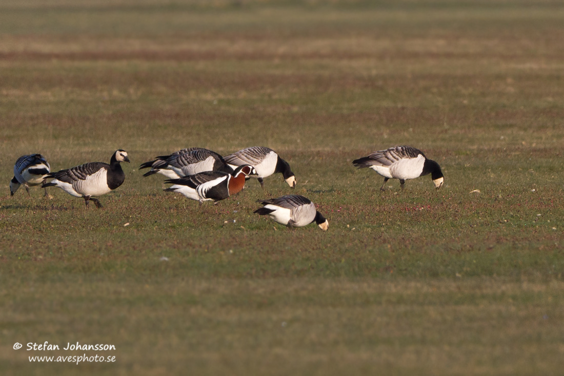 Rdhalsad gs / Red-breasted Goose Branta ruficollis 