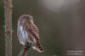 Sparvuggla / Pygmy Owl Glaucidium passerinum 
