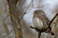Sparvuggla / Pygmy Owl Glaucidium passerinum 