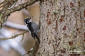 Tretåig Hackspett / Three-toed Woodpecker Picoides tridactylus