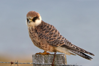 Aftonfalk / Red-Footed Falcon