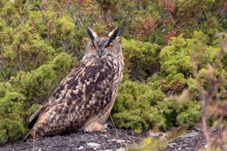 Berguv / Eagle Owl