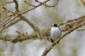 Halsbandsflugsnappare / Collared Flycatcher  Ficedula albicollis 