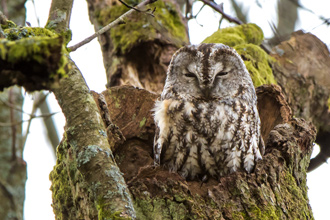 Kattuggla / Tawny Owl 
