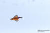 Kungsfiskare / Kingfisher Alcedo atthis 