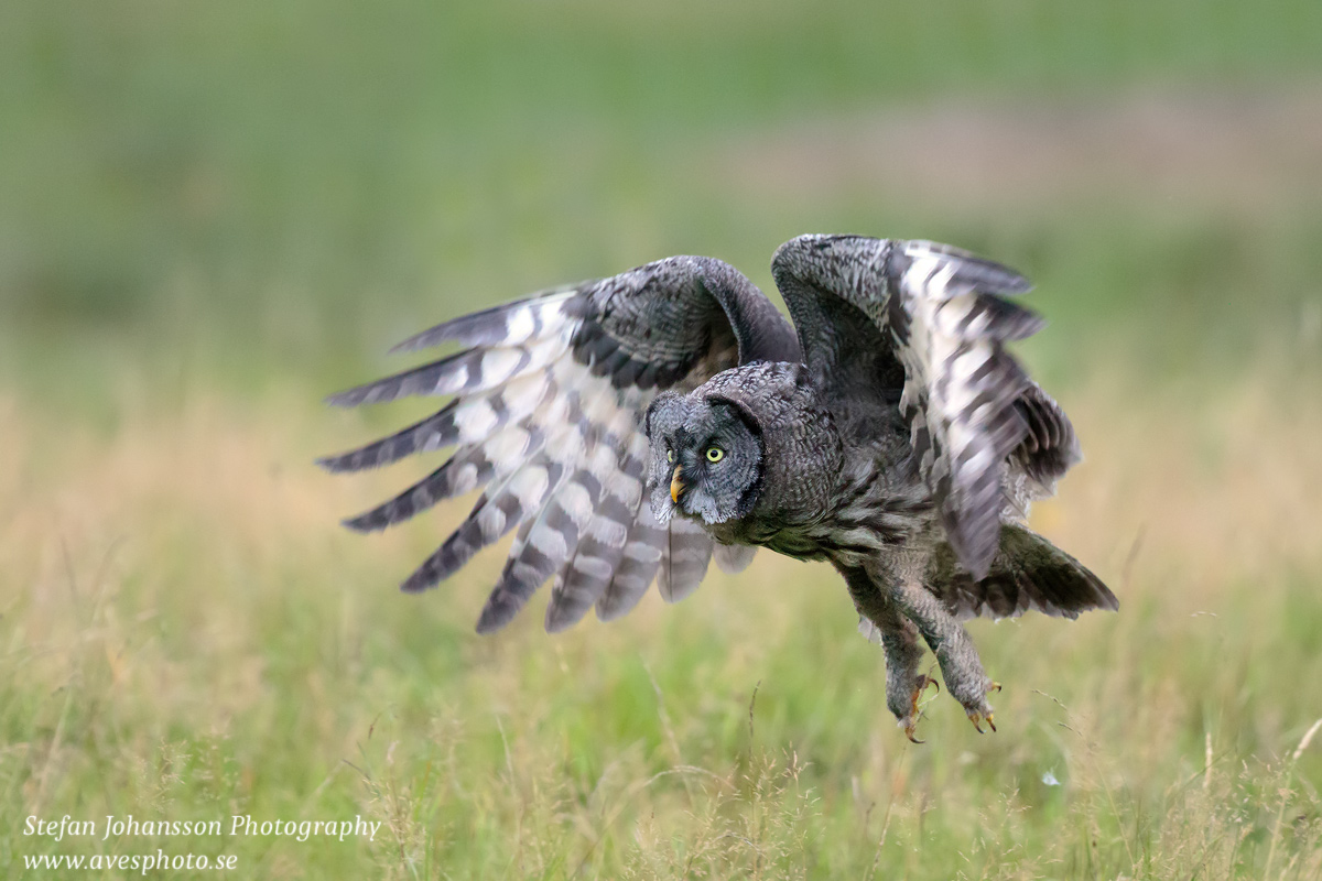 Lappuggla / Great Grey Owl Strix nebulosa 