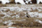 Ljungpipare / European Golden Plover 