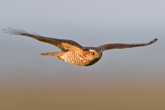Sparvhök / Sparrowhawk