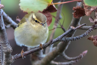 Taigasångare / Yellow-browed Warbler