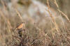 Vitgumpad buskskvätta / Siberian Stonechat Saxicola maurus / stejnegeri