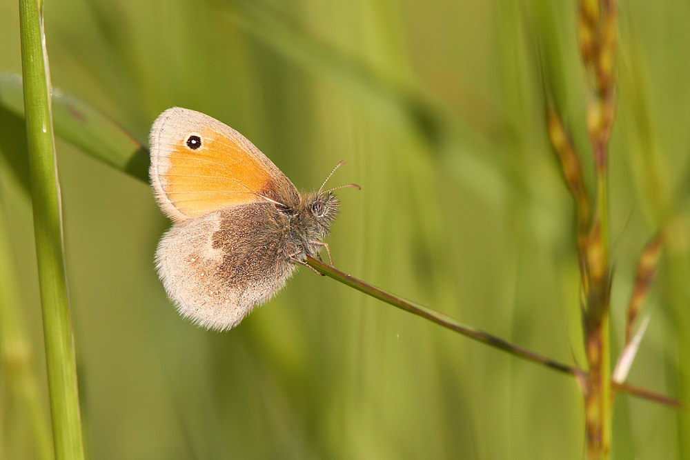 Kamgrsfjril / Small Heath Coenonympha pamphilus 